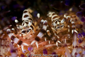 Coleman Shrimp by Patrick Neumann 